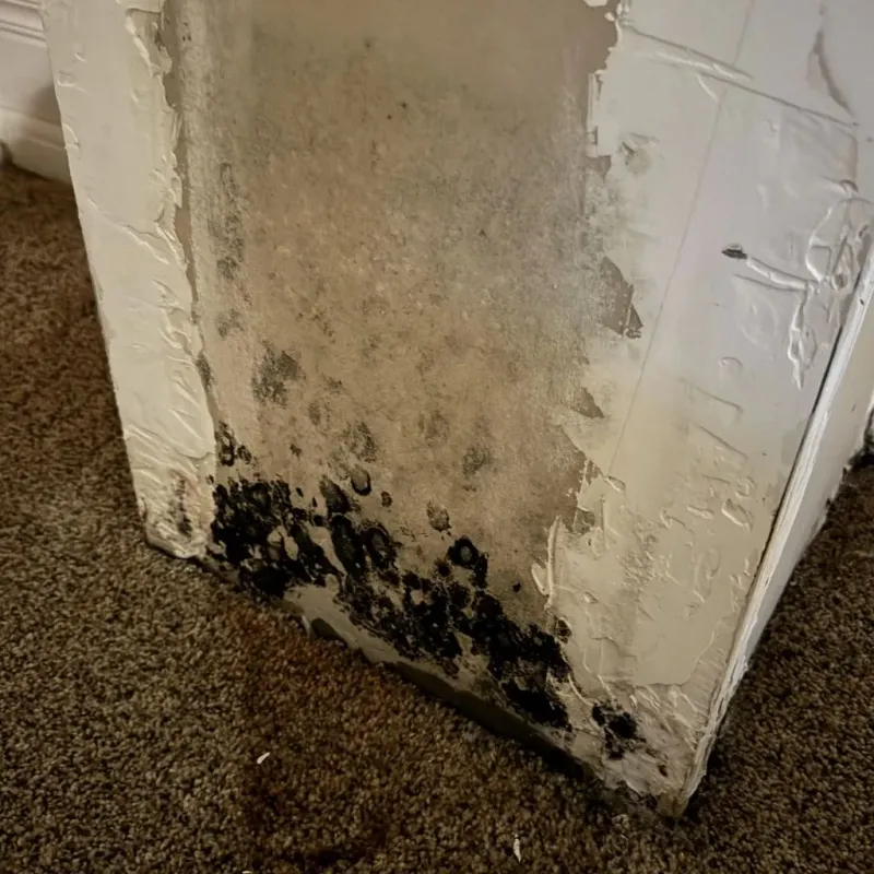 Professional Mold Removal in Greenfield, CA